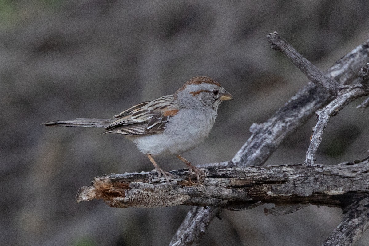 Rufous-winged Sparrow - ML641985329