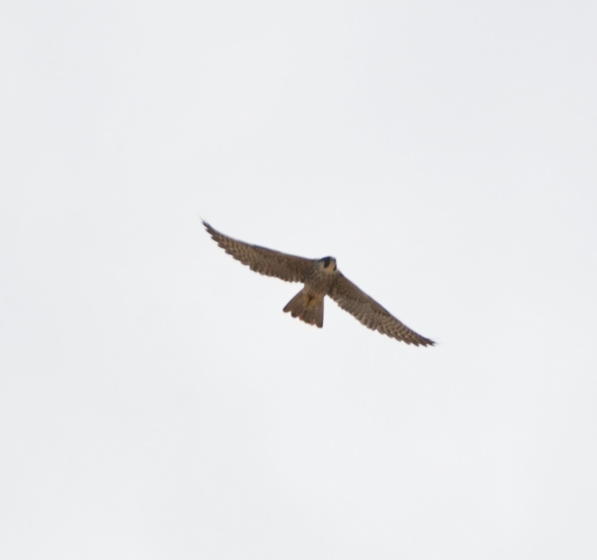 Peregrine Falcon - ML641985332