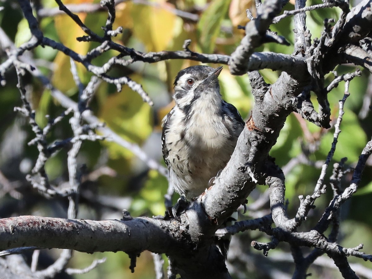 Ladder-backed Woodpecker - ML641985333