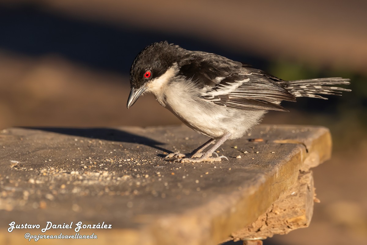 Great Antshrike - ML641985350