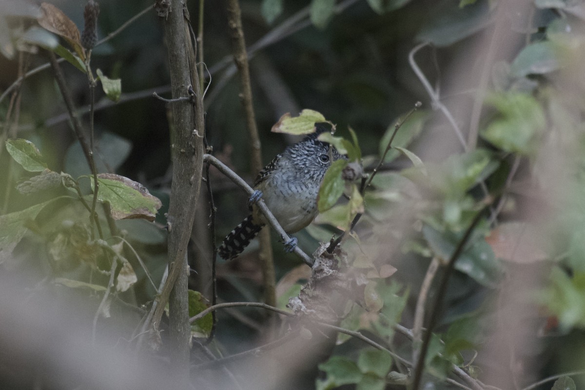 Chapman's Antshrike - ML641985351