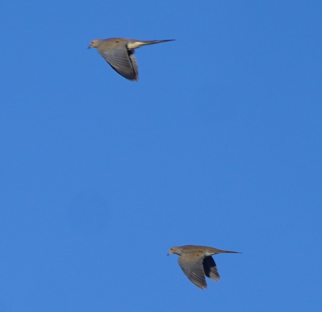 Mourning Dove - ML641985359