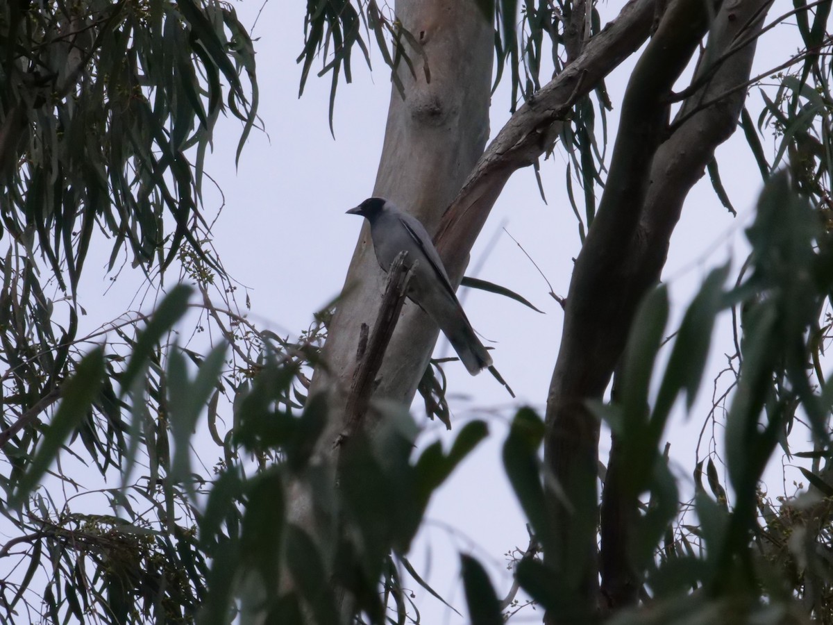 Black-faced Cuckooshrike - ML641985368