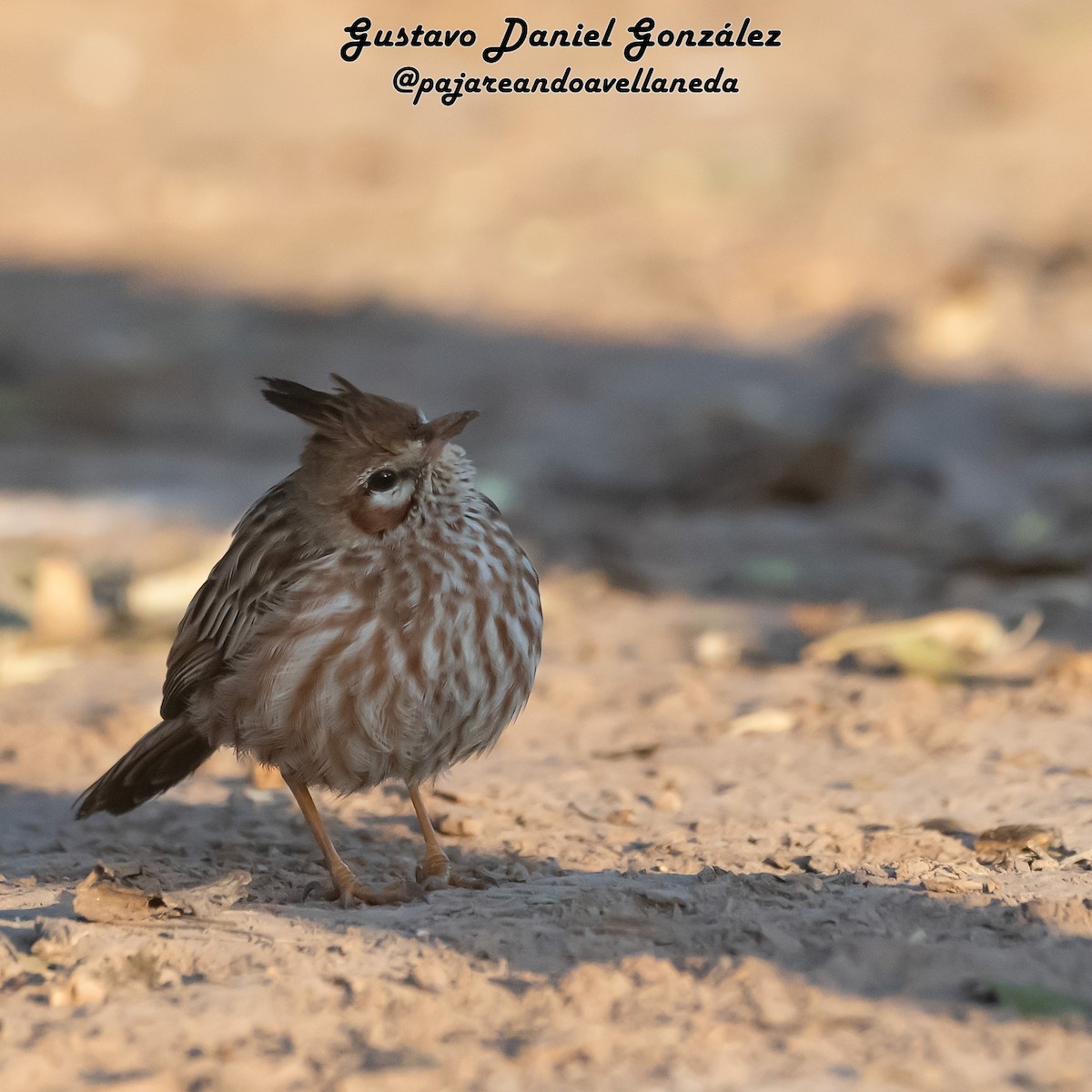 Lark-like Brushrunner - ML641985372