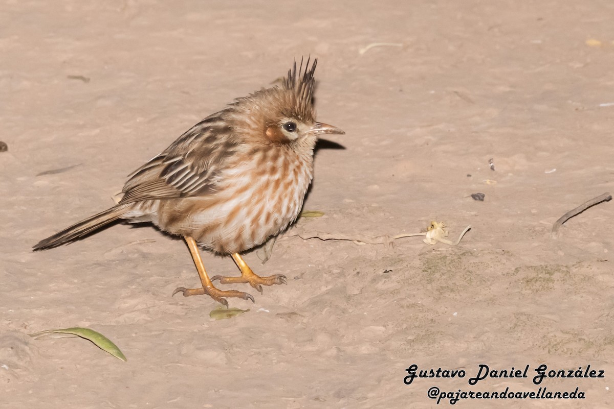 Lark-like Brushrunner - ML641985373