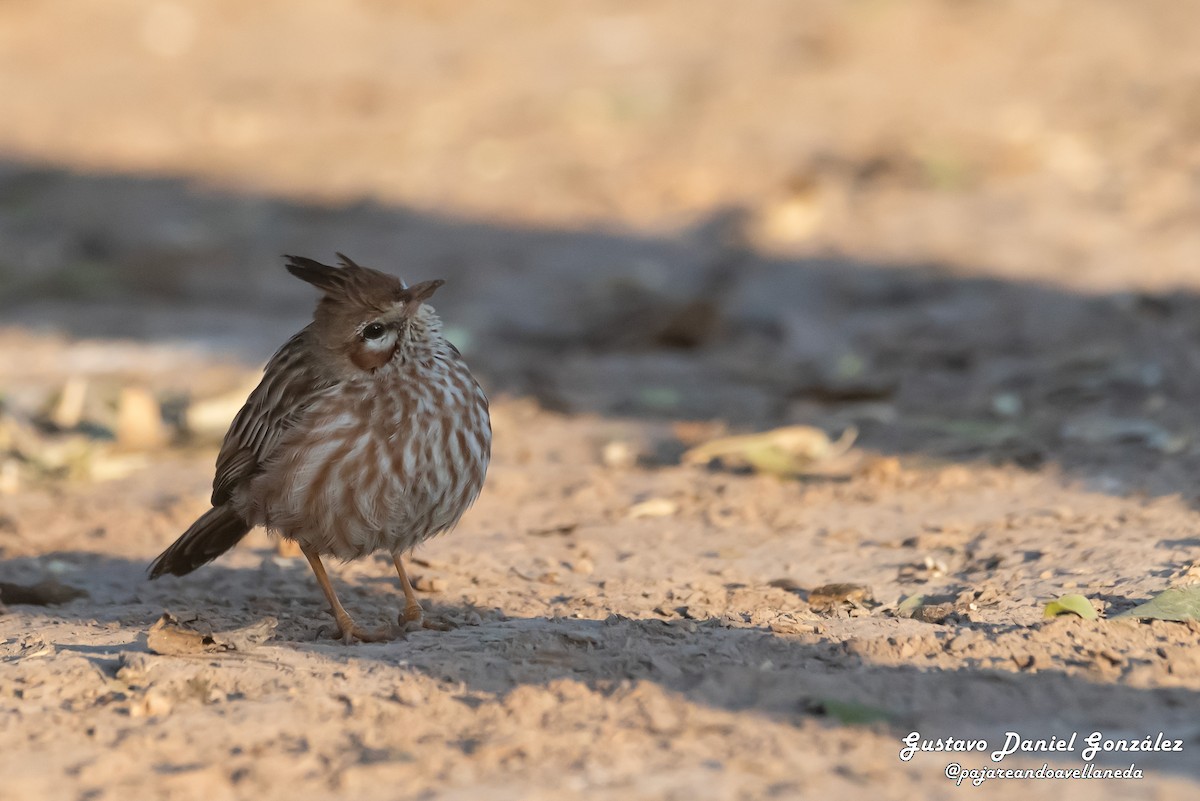 Lark-like Brushrunner - ML641985374