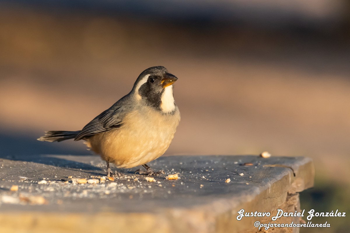 Golden-billed Saltator - ML641985386
