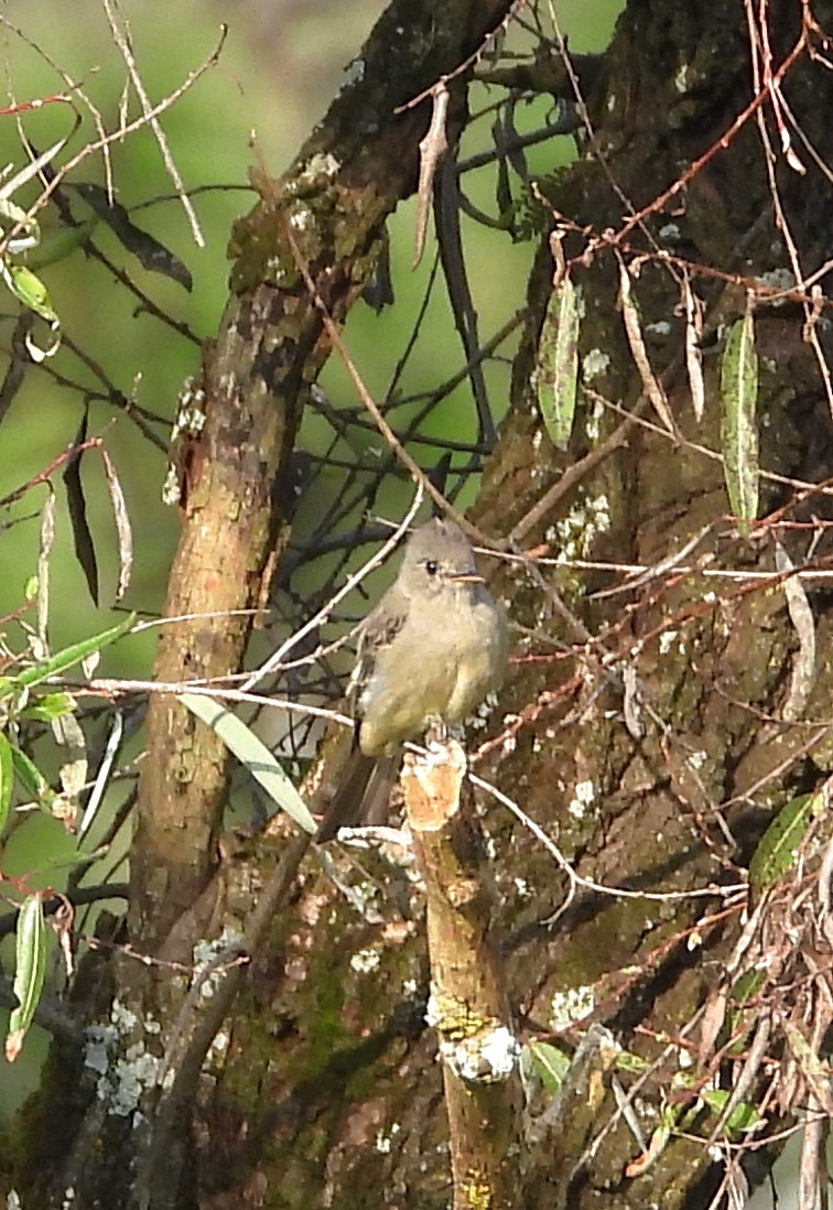 Greater Pewee - ML641985390