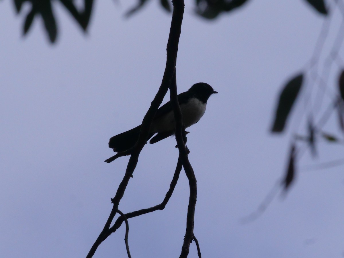 Willie-wagtail - ML641985404