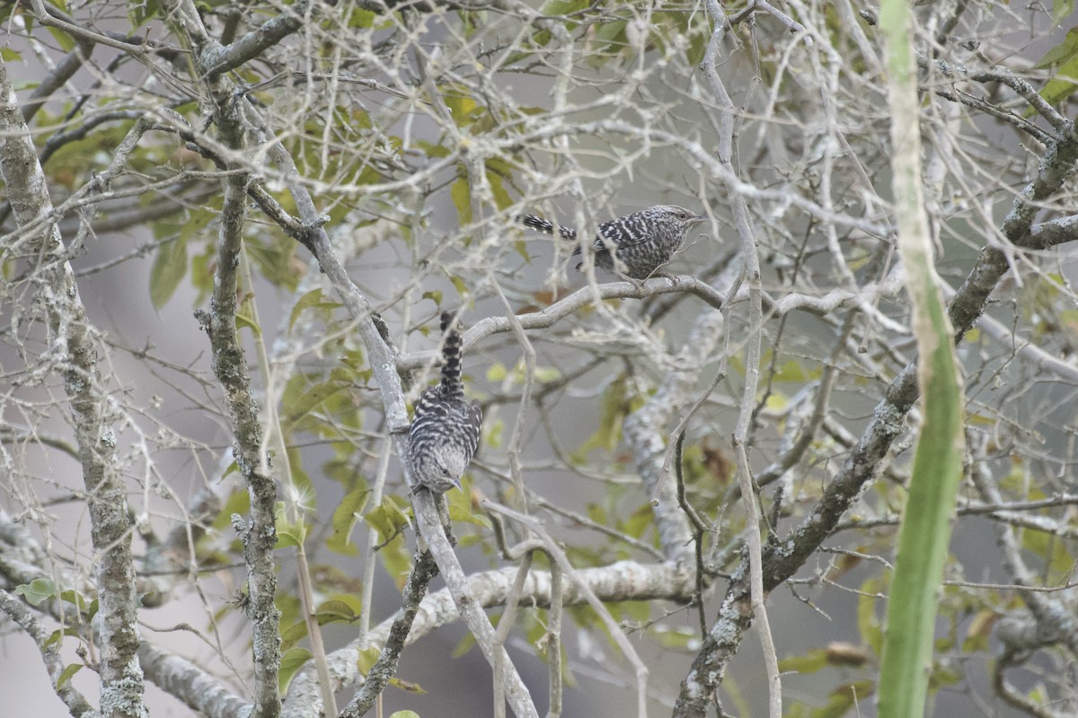 Fasciated Wren - ML641985405