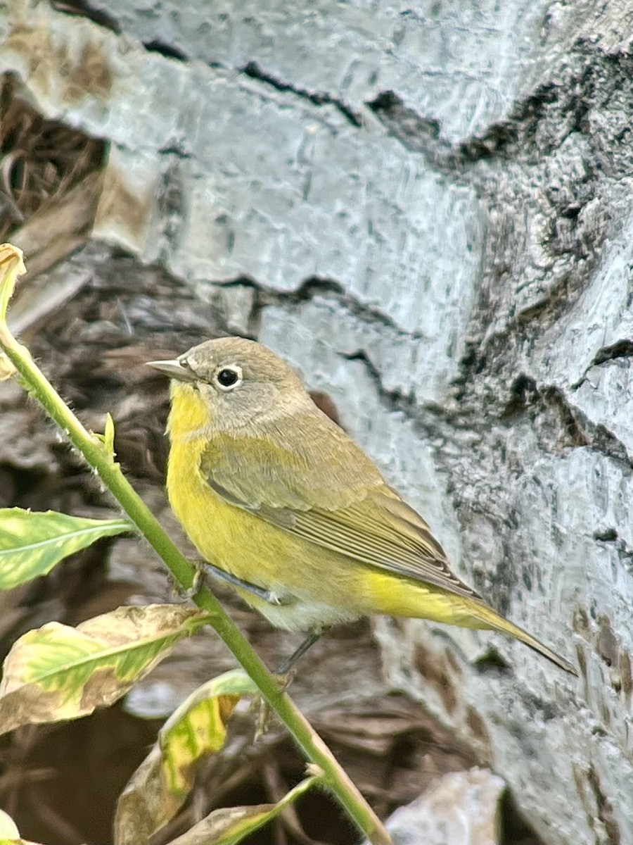 Красношапочная древесница - ML641985409