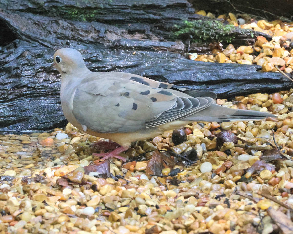 Mourning Dove - ML641985415