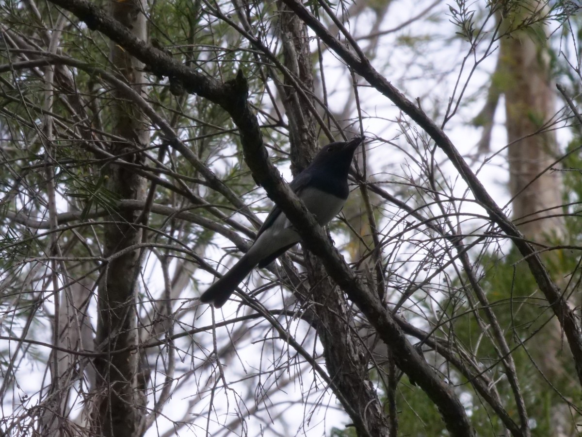 Leaden Flycatcher - ML641985427