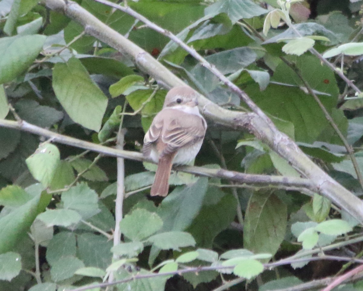 Isabelline Shrike - ML641985432