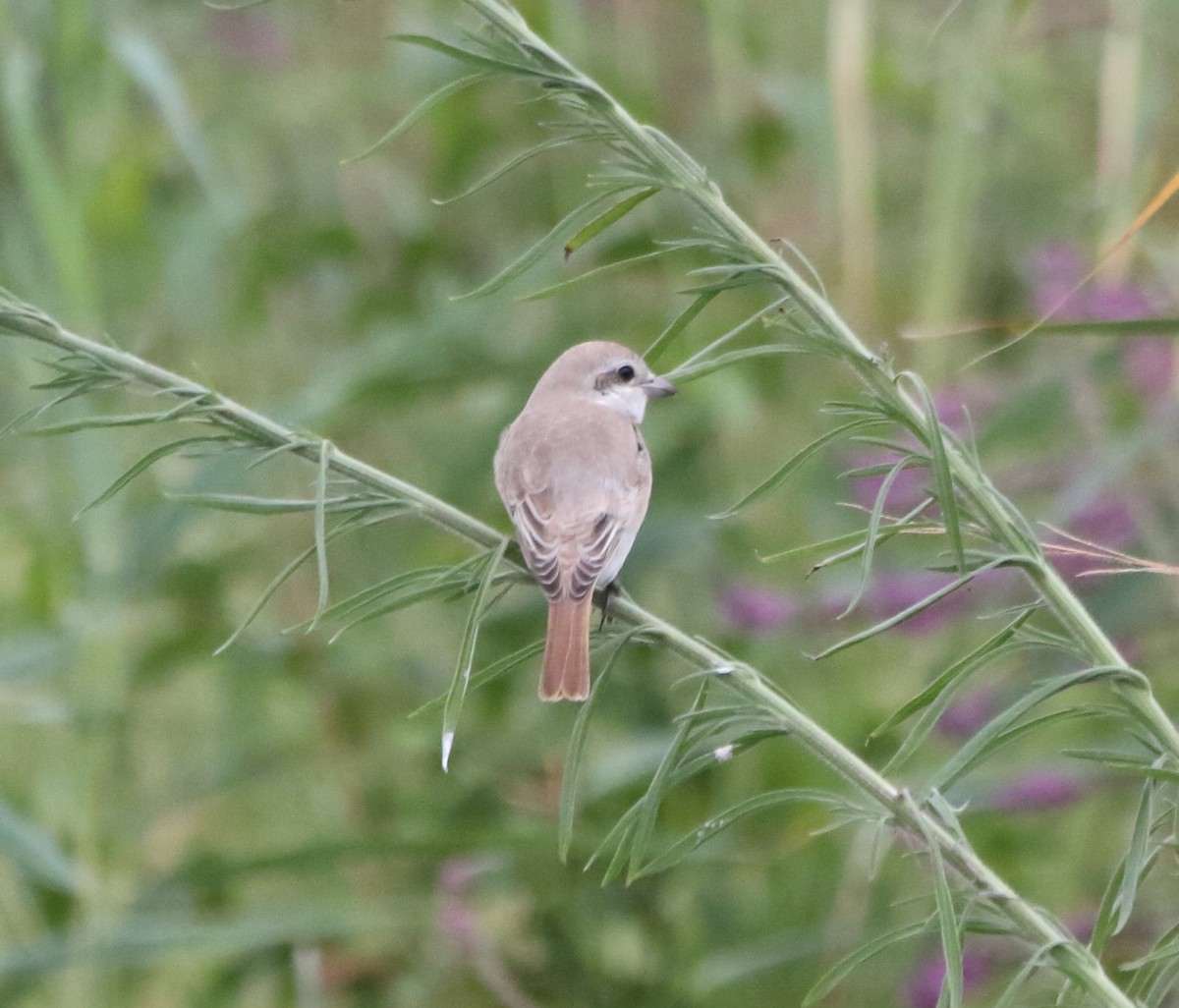 Isabelline Shrike - ML641985434