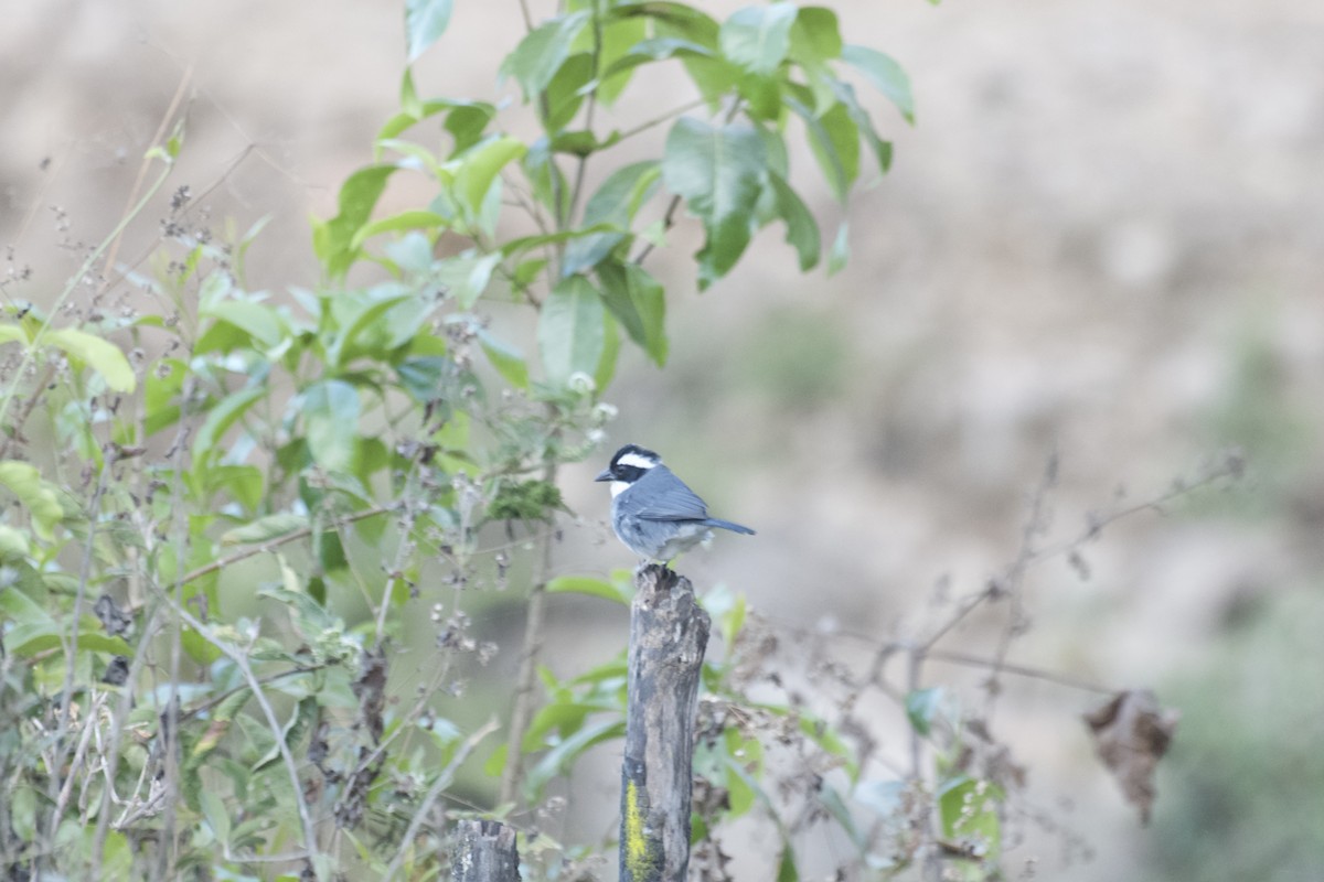 Black-capped Sparrow - ML641985437