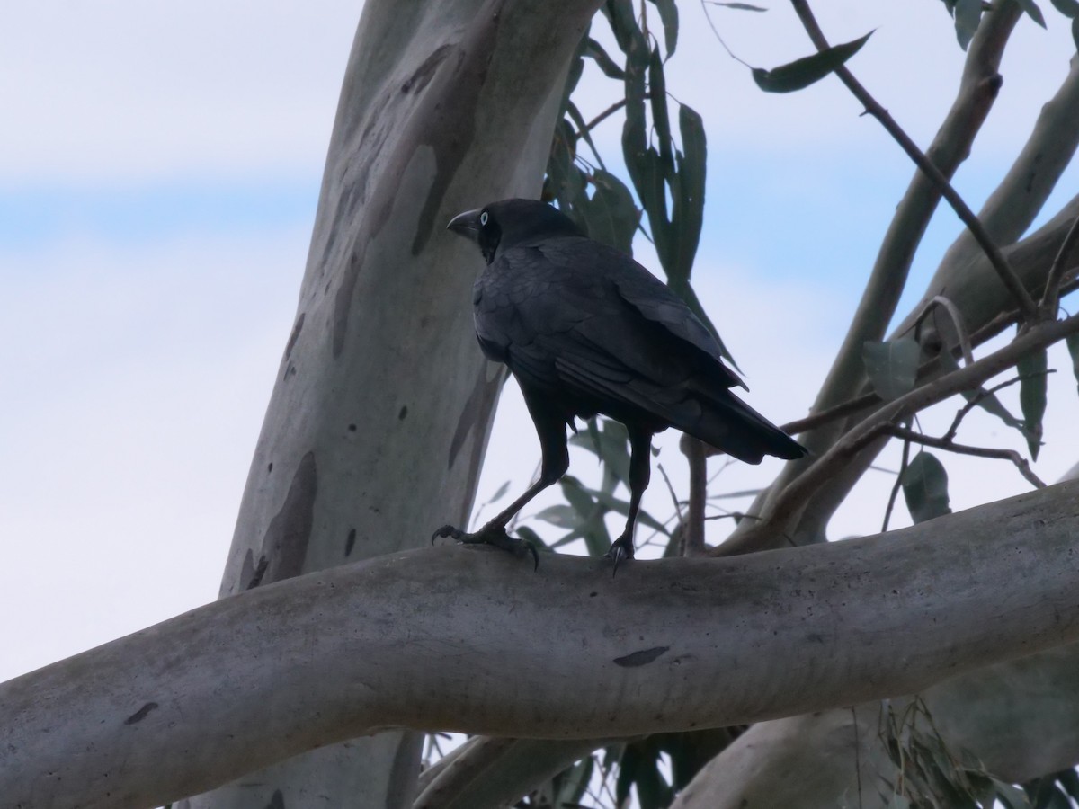 Torresian Crow - ML641985440