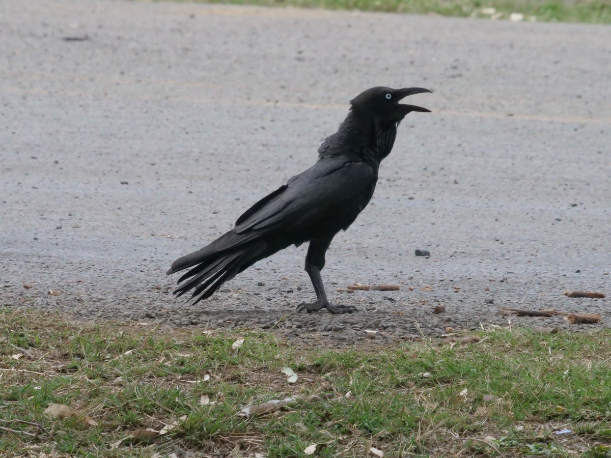 Australian Raven - ML641985441
