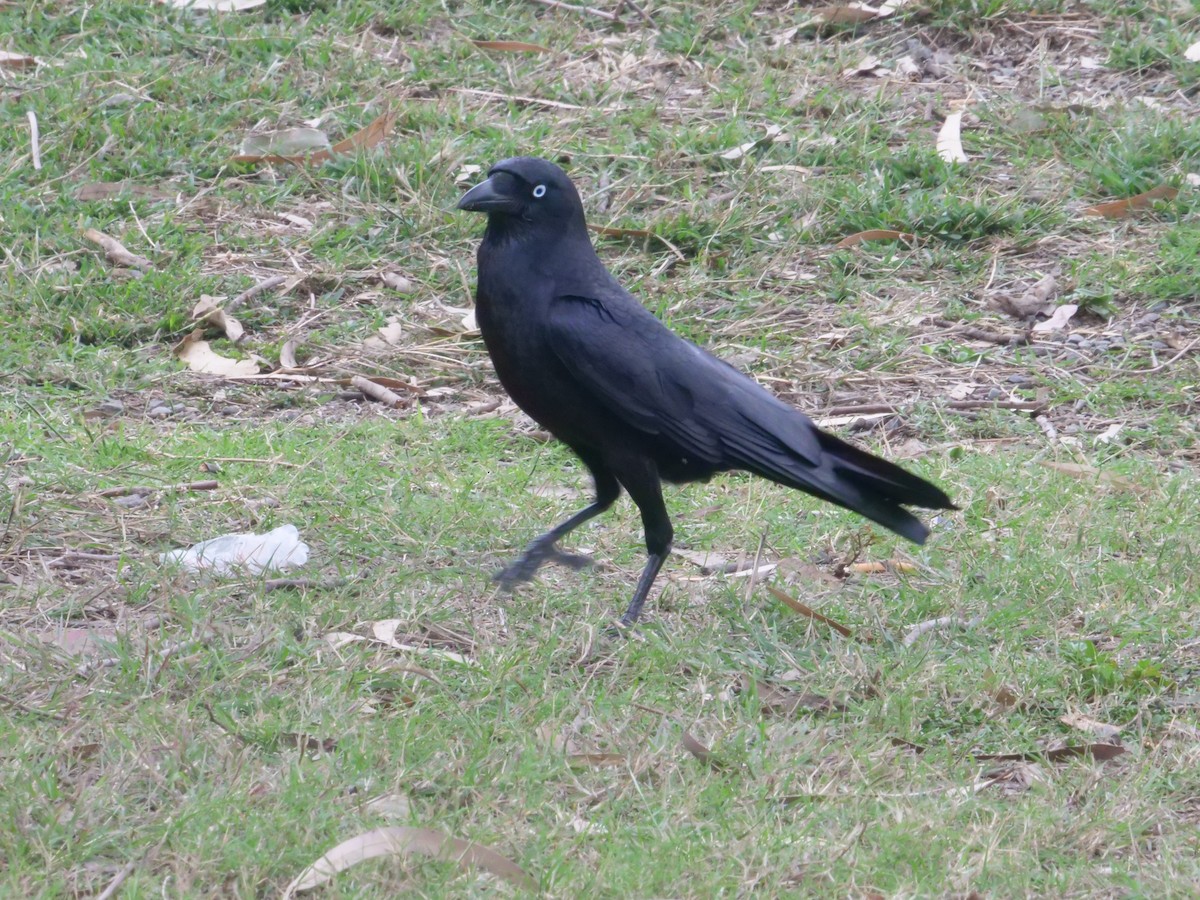 Torresian Crow - ML641985442