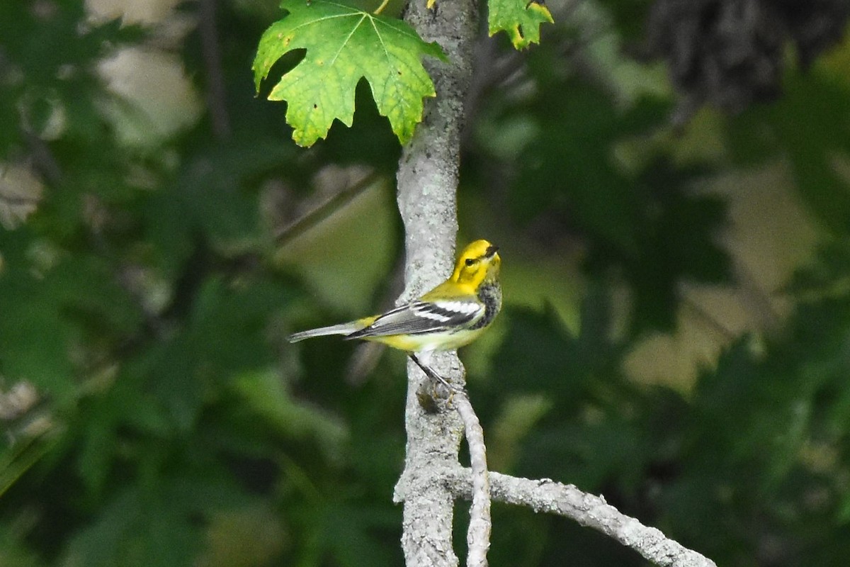 Grünmantel-Waldsänger - ML641985446