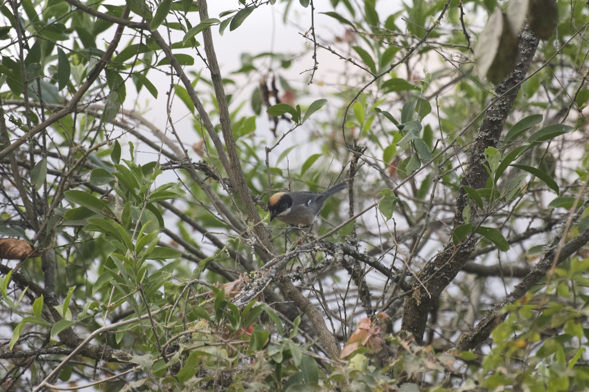 White-winged Brushfinch - ML641985447