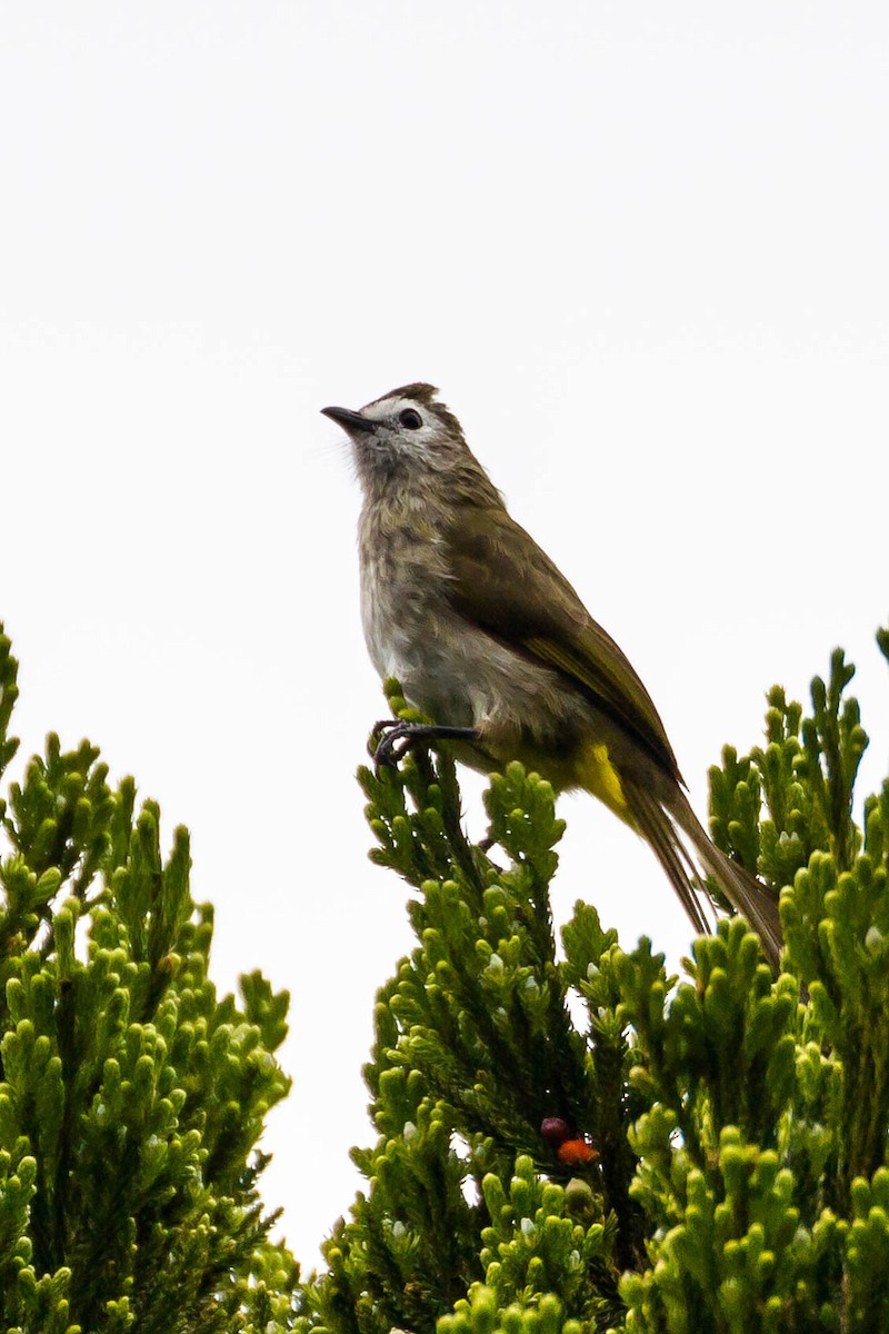 Pale-faced Bulbul - ML641985448