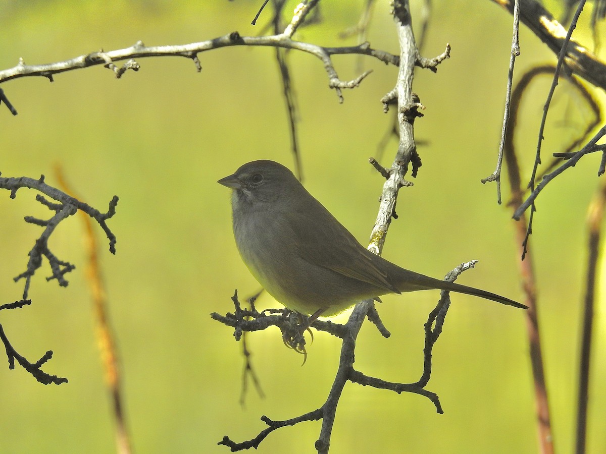 Green-tailed Towhee - ML641985457