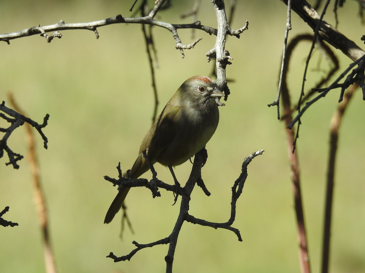 Green-tailed Towhee - ML641985460