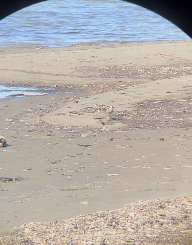 Buff-breasted Sandpiper - ML641985465