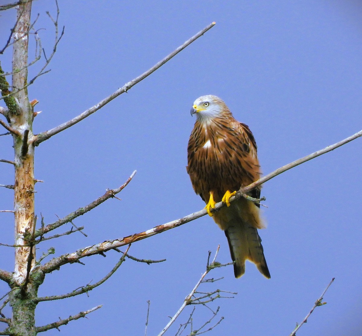 Red Kite - ML641985470