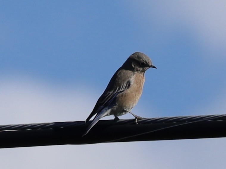 Western Bluebird - ML641985471