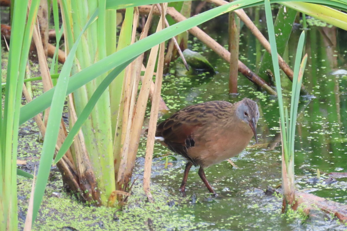 Virginia Rail - ML641985474