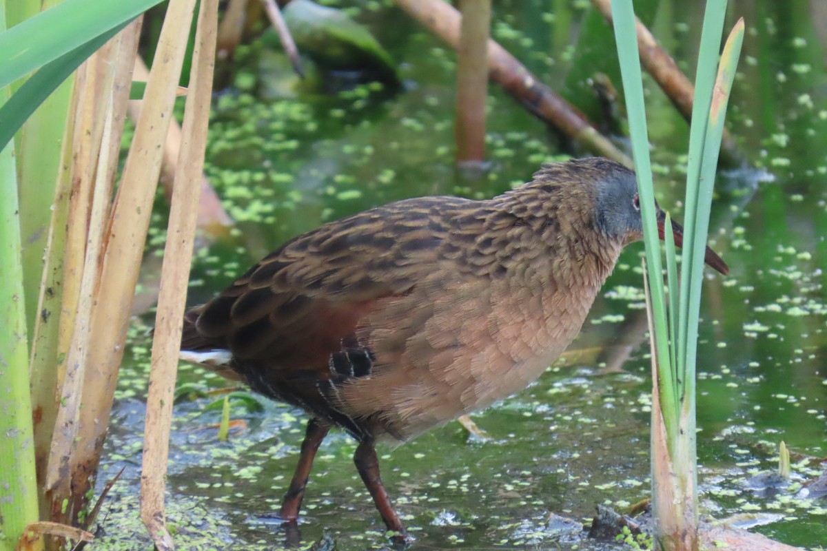 Virginia Rail - ML641985475
