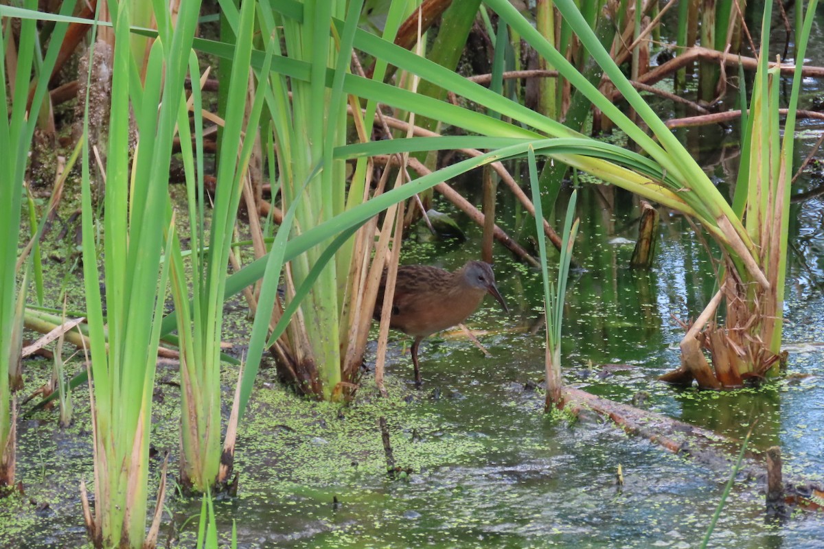 Virginia Rail - ML641985476