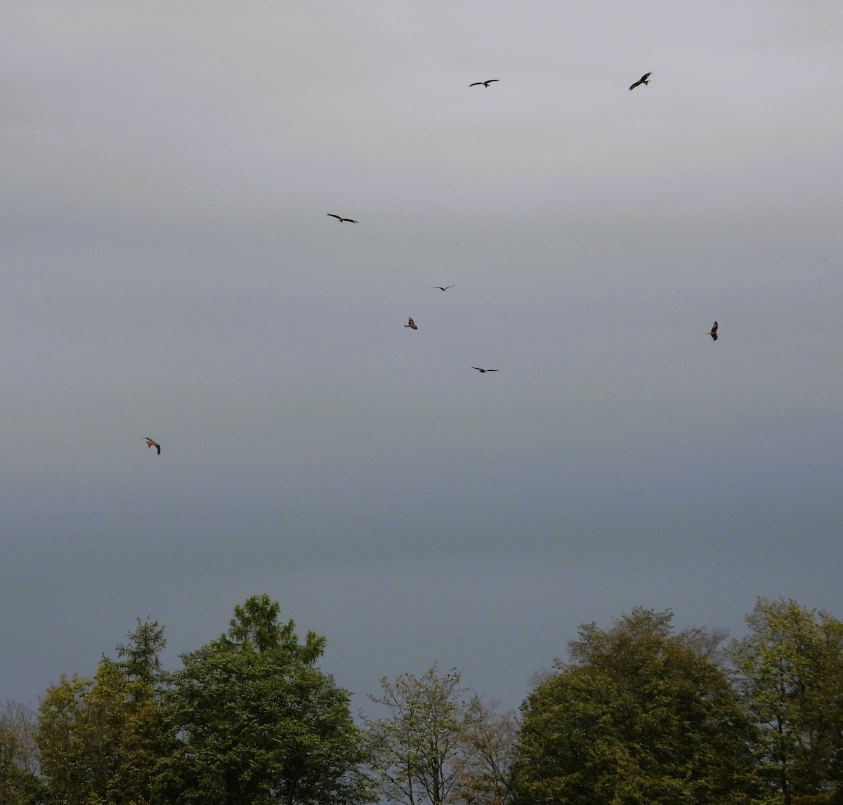 Red Kite - ML641985477