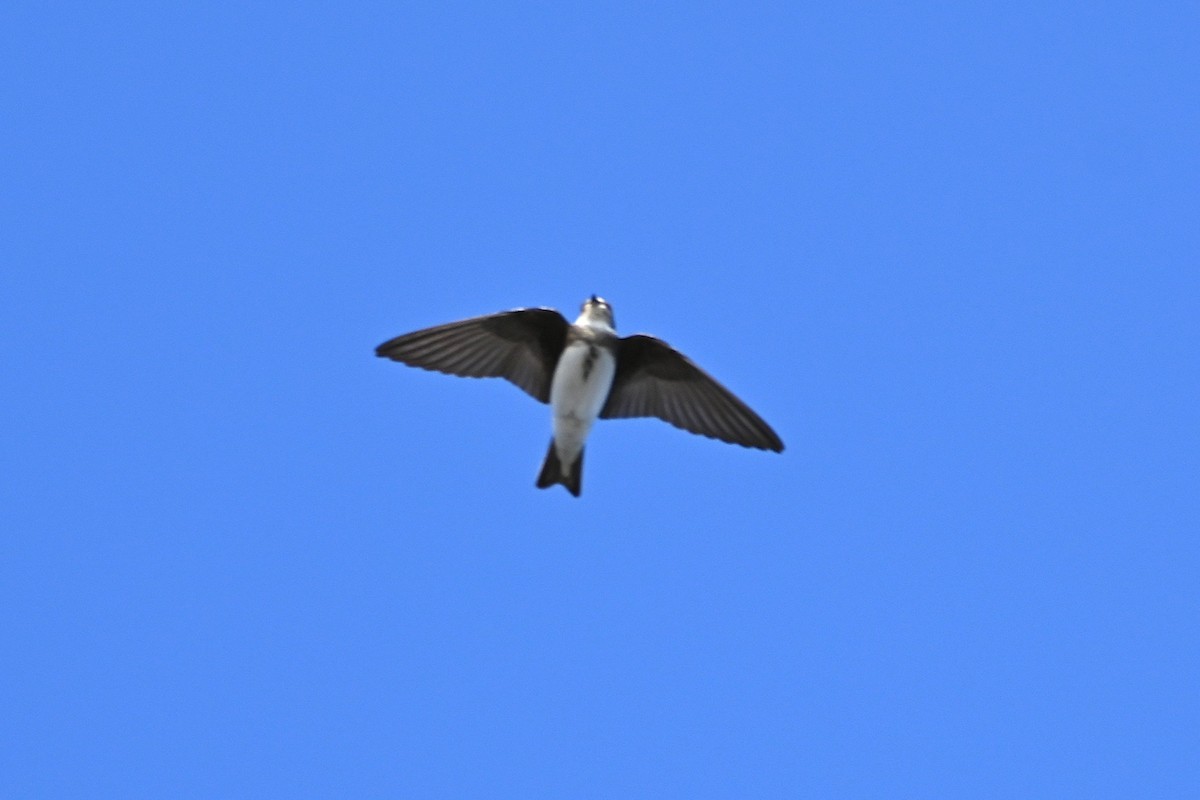 Bank Swallow - ML641985479