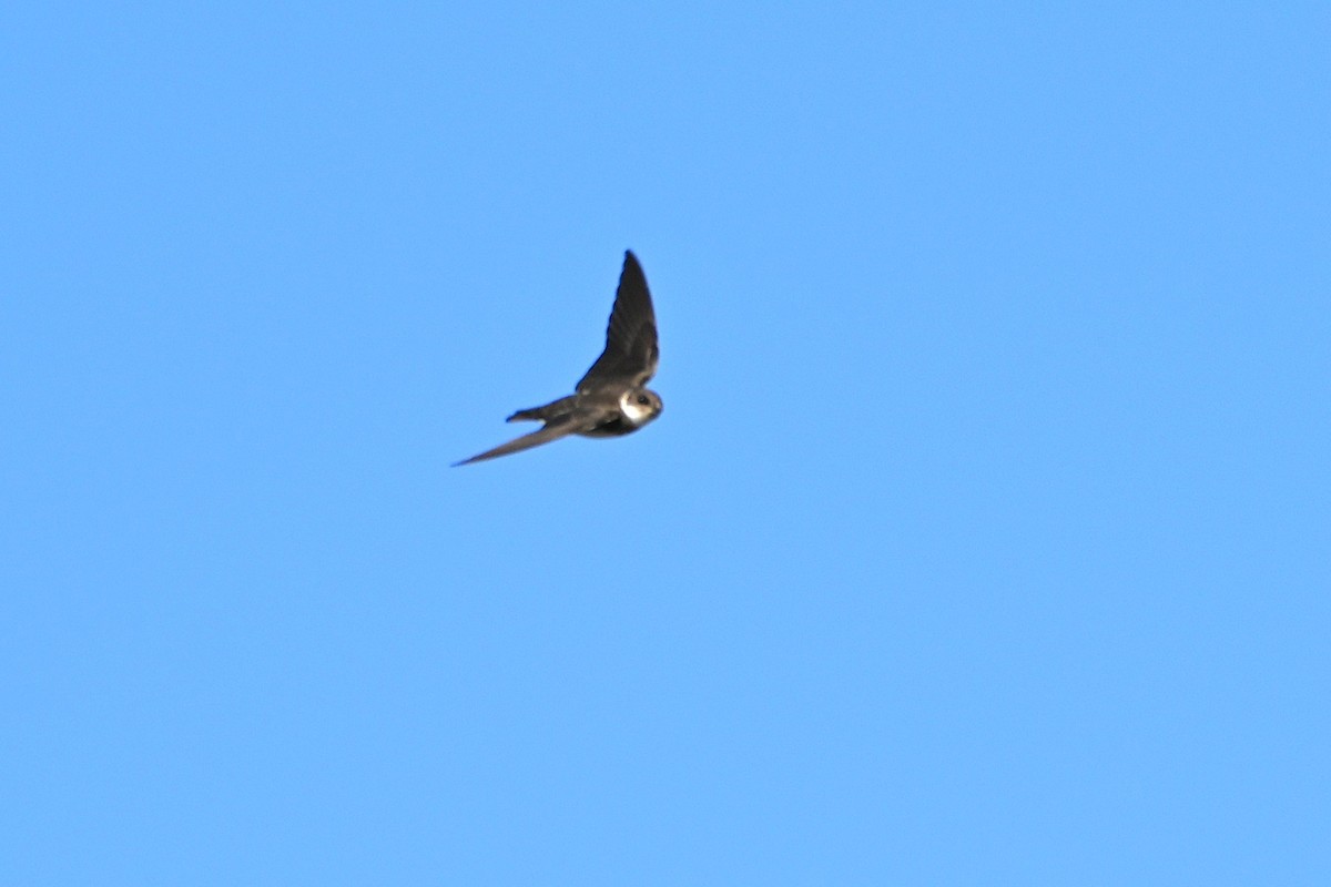Bank Swallow - ML641985483