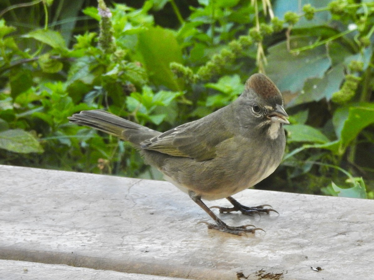 Green-tailed Towhee - ML641985484