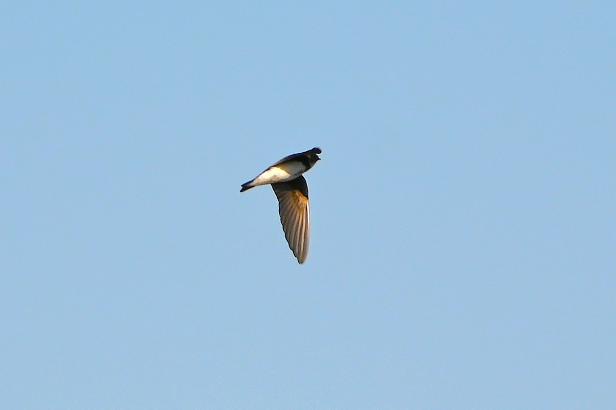 Bank Swallow - ML641985490