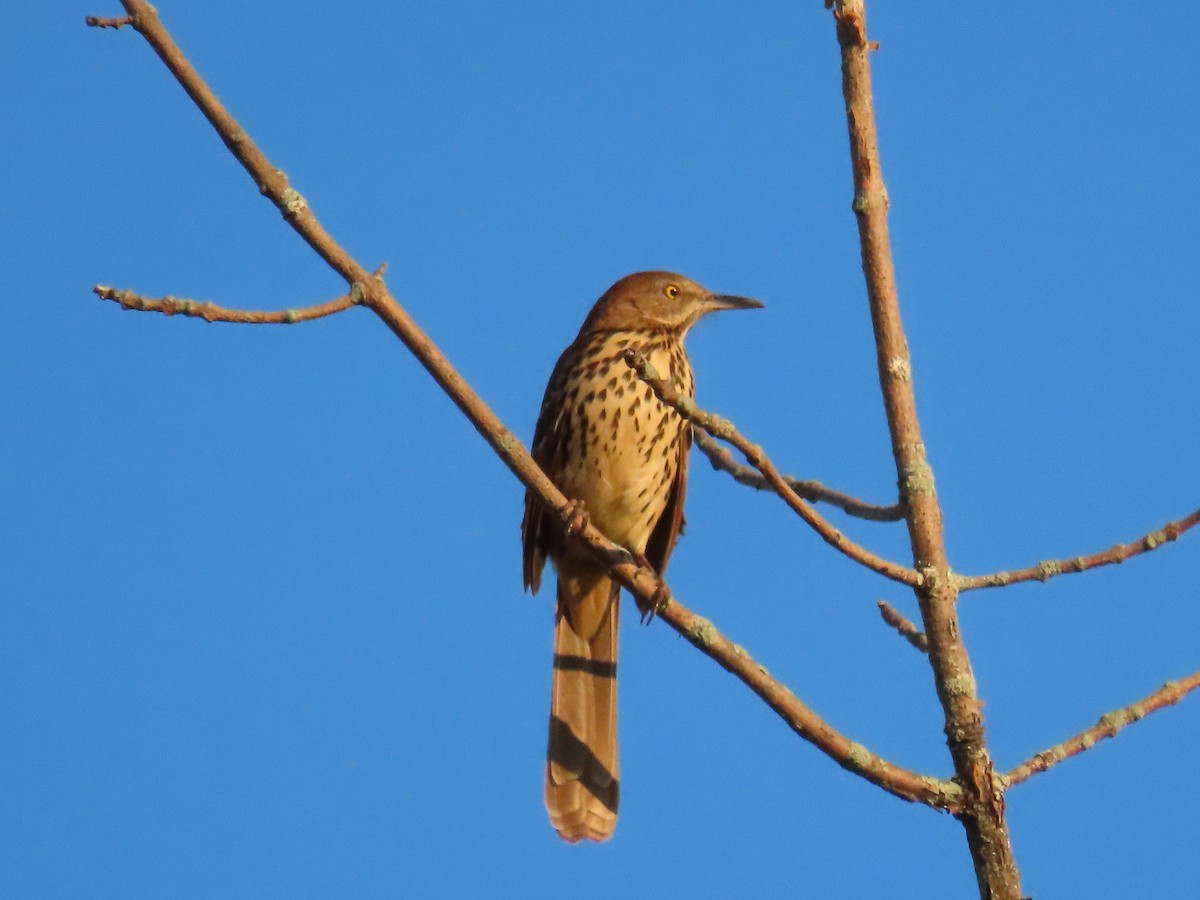 brunspottefugl - ML641985497