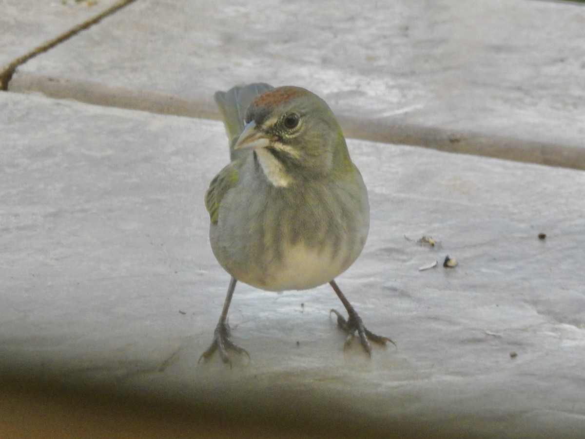 Green-tailed Towhee - ML641985498