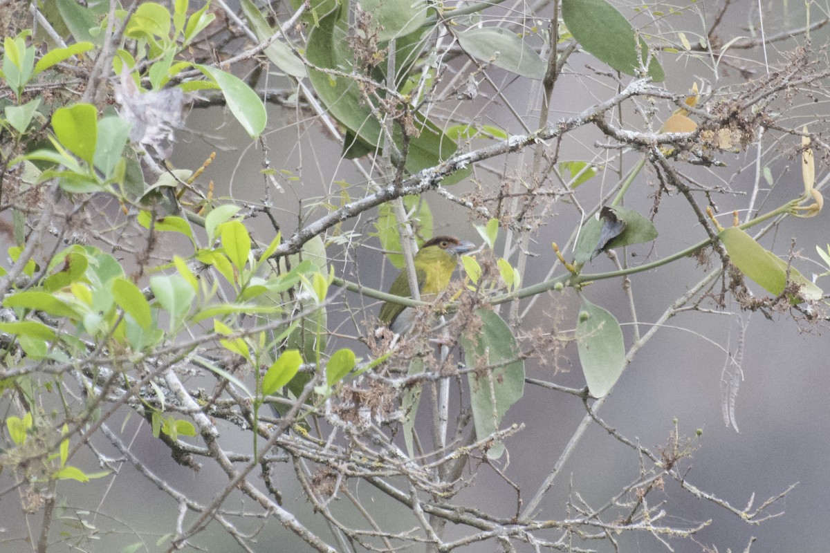 Rufous-browed Peppershrike - ML641985503