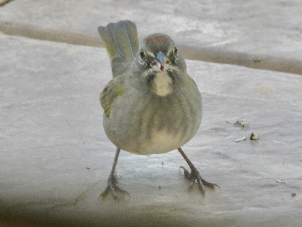Green-tailed Towhee - ML641985505