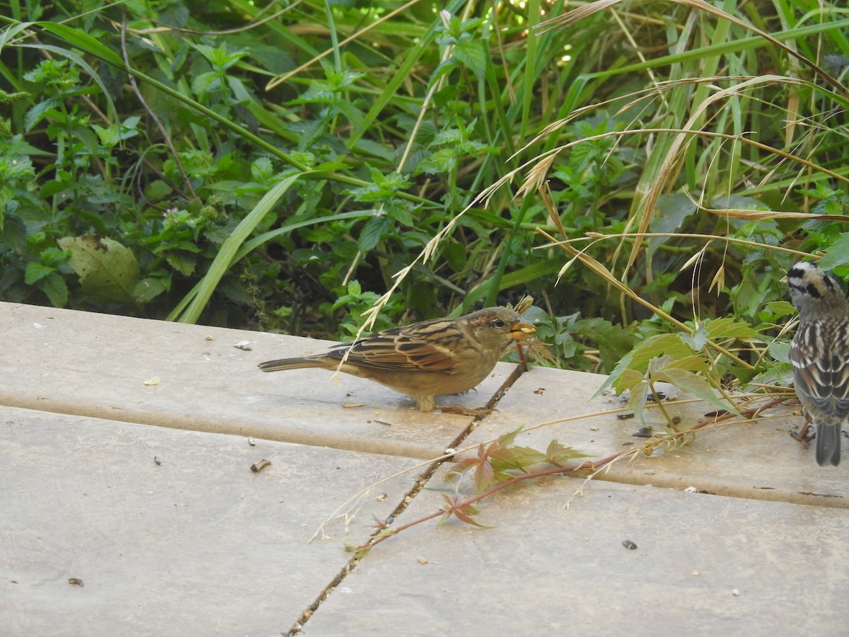 House Sparrow - ML641985520