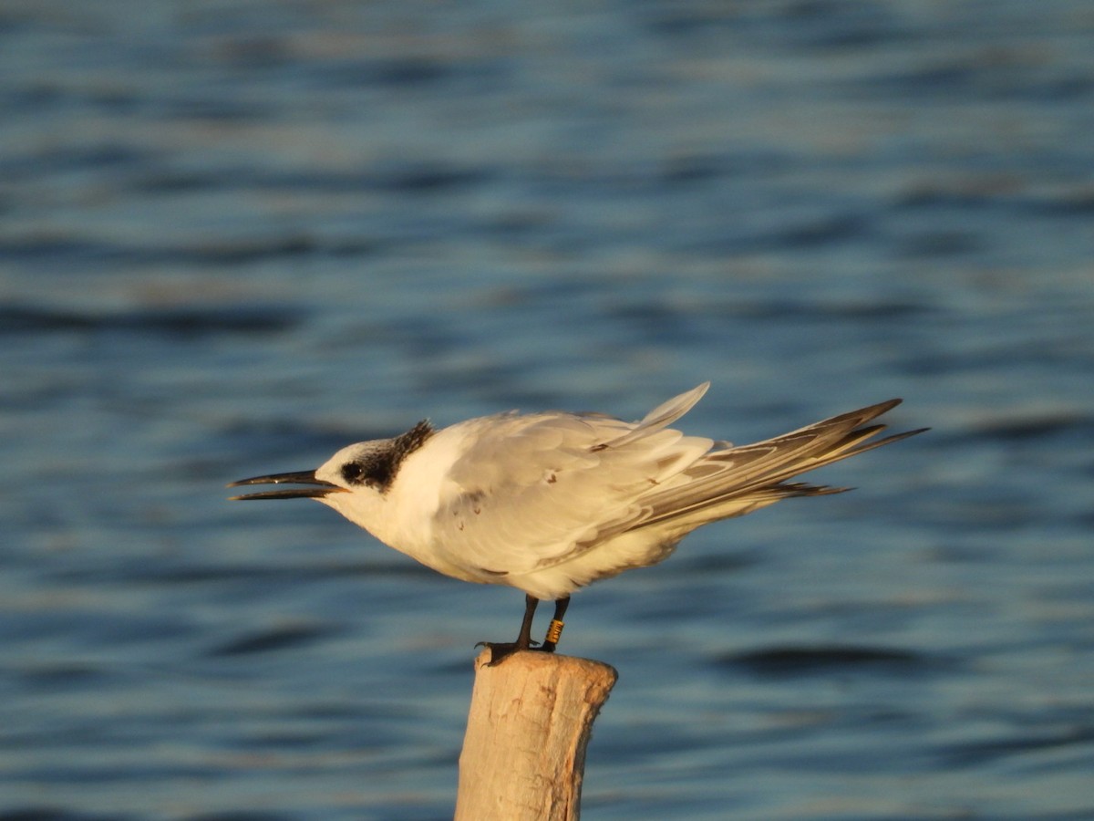 Sandwich Tern - ML641985528