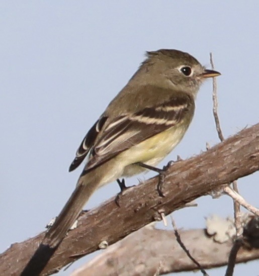 Empidonax sp. - ML641985534
