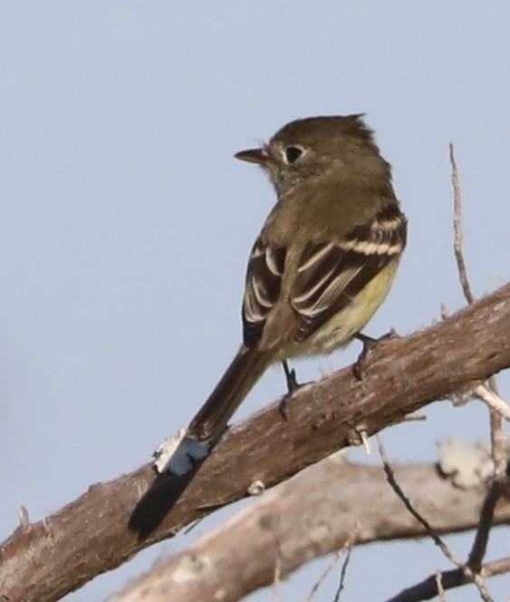 Empidonax sp. - ML641985535