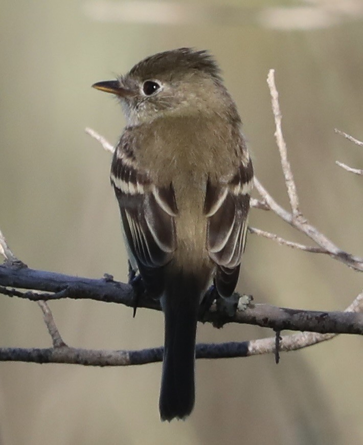 Empidonax sp. - ML641985537