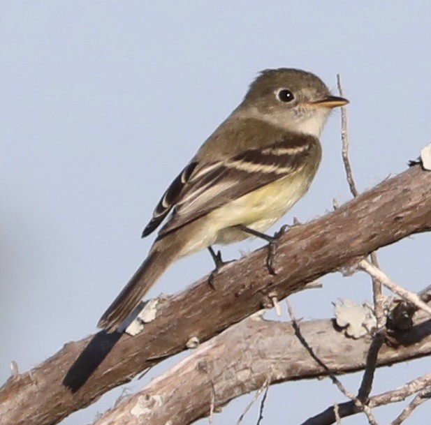 Empidonax sp. - ML641985538