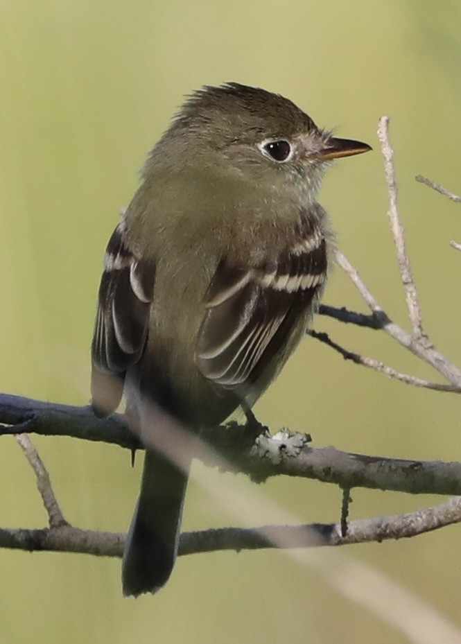 Empidonax sp. - ML641985539